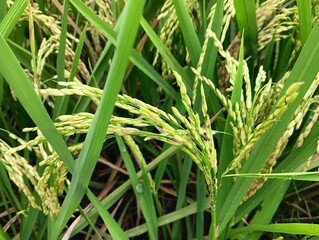 Rice plants that are attacked by bacteria are characterized by several grains turning black