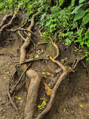 A fairly ancient tree with a unique shape and long roots emerges from the surface along one of Mount Kembang's iconic hiking trails. This ancient tree boasts numerous, uniquely shaped branches.