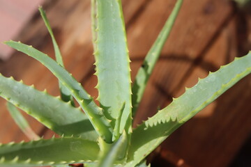 Aloes drzewiasty Aloe arborescens © Perovskia
