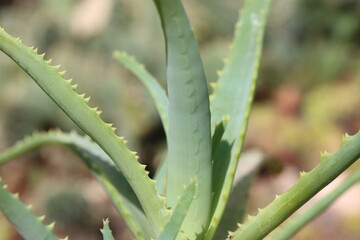 Aloes drzewiasty Aloe arborescens © Perovskia
