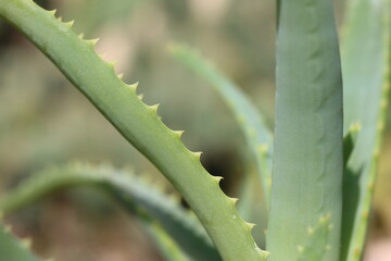 Aloes drzewiasty Aloe arborescens