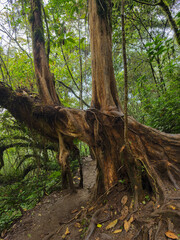 A fairly ancient tree with a unique shape and long roots emerges from the surface along one of Mount Kembang's iconic hiking trails. This ancient tree boasts numerous, uniquely shaped branches.