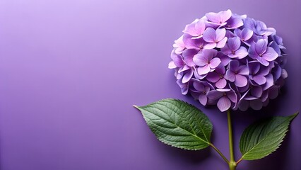 Fototapeta premium Single large purple hydrangea bloom with green leaves against a soft purple backdrop