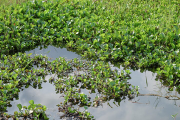 Swamps overgrown with water hyacinth plants. Ecological and environmental concepts. For graphic...