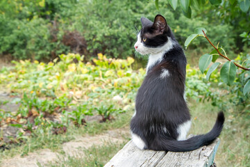 A young black and white cat is sitting on a bench in the garden. A cat is resting in the garden