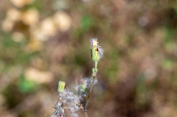 Red insect eggs on a plant