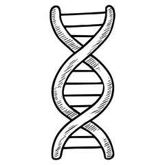 DNA Helix
