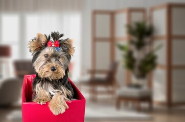 Cute small dog pet posing at home