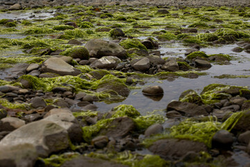 Seaweed at beach in Homer, Alaska.