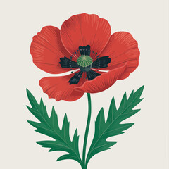 red poppy flower