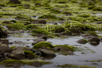 Seaweed at beach in Homer, Alaska.