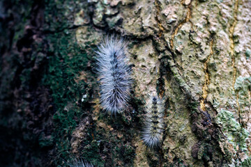 Close-Up View of Fluffy Caterpillars on a Tree Bark Surface