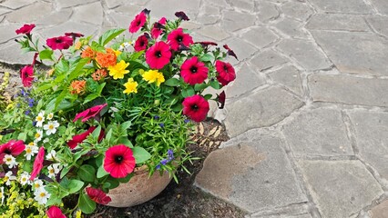 CColorful flowers blooming in a clay pot on a stone pavement. Decorative garden arrangement representing summer beauty and floral diversity