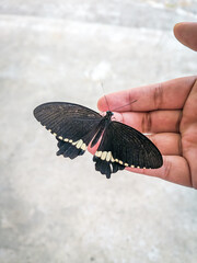 butterfly on hand