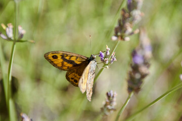 Orange butterfly on lavender blossoms collecting nectar, close-up of Argynnis species with detailed wings and natural summer meadow background