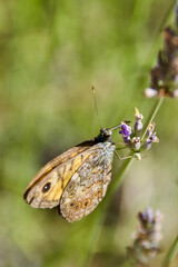 Orange butterfly on lavender blossoms collecting nectar, close-up of Argynnis species with detailed wings and natural summer meadow background