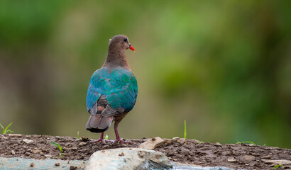 Common Emerald dove resting in the forest. Close up, selective focus.