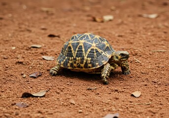 Fototapeta premium A radiated tortoise walking on a reddish brown ground with scattered dried leaves in the background