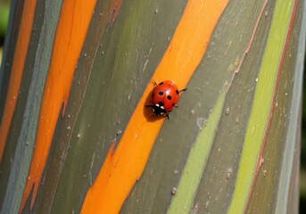 A ladybug crawling on a colorful eucalyptus tree trunk with orange and green stripes in the sunlight