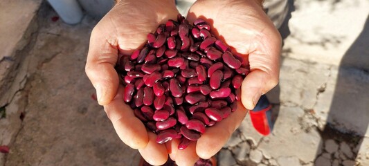 A close-up view of a pair of hands holding a large pile of freshly harvested red kidney beans. The...