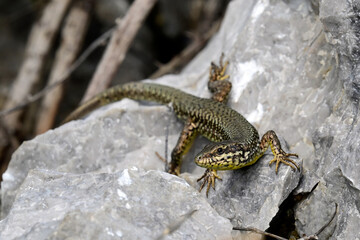 Ägäische Mauereidechse // Erhard's wall lizard, Aegean wall lizard (Podarcis erhardii riveti) - Großer Prespasee, Albanien