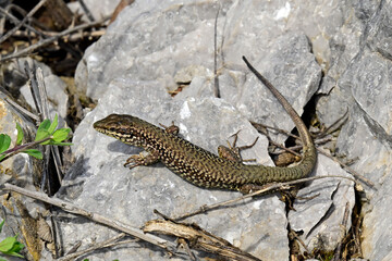 Ägäische Mauereidechse // Erhard's wall lizard, Aegean wall lizard (Podarcis erhardii riveti) - Großer Prespasee, Albanien