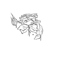 Set of hand drawn rose wih petal