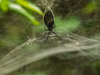 Cyrtopora Tent Spider In Massive Web