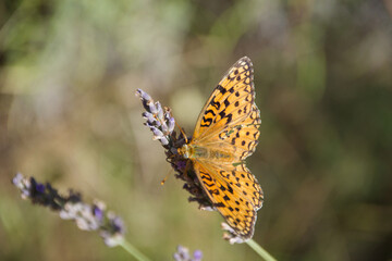 Orange butterfly on lavender blossoms collecting nectar, close-up of Argynnis species with detailed wings and natural summer meadow background