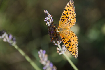 Orange butterfly on lavender blossoms collecting nectar, close-up of Argynnis species with detailed...
