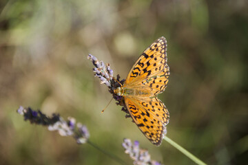 Orange butterfly on lavender blossoms collecting nectar, close-up of Argynnis species with detailed wings and natural summer meadow background