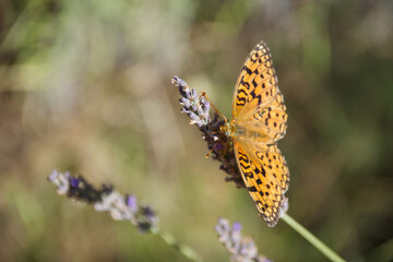 Orange butterfly on lavender blossoms collecting nectar, close-up of Argynnis species with detailed wings and natural summer meadow background