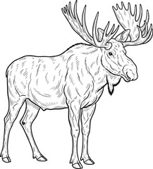 Fototapeta premium Detailed line drawing of a moose with large antlers