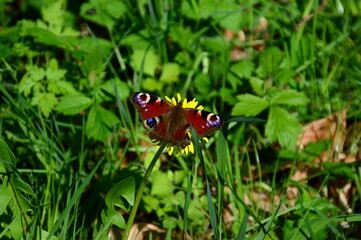 Butterfly in Spring in the Forest Hasbruch, Lower Saxony