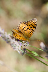 Orange butterfly on lavender blossoms collecting nectar, close-up of Argynnis species with detailed wings and natural summer meadow background