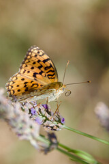 Orange butterfly on lavender blossoms collecting nectar, close-up of Argynnis species with detailed wings and natural summer meadow background