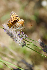 Orange butterfly on lavender blossoms collecting nectar, close-up of Argynnis species with detailed wings and natural summer meadow background