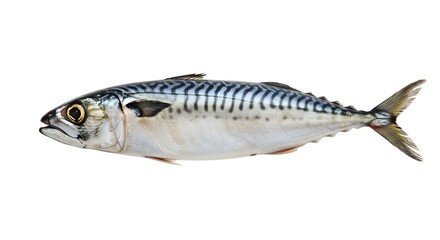 Naklejka premium Fresh Mackerel Isolated on White: Silver Stripes and Golden Eye Detail