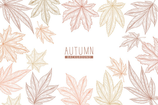 Vector illustration with hand drawn autumn maple leaves isolated on white background. Engraved line art fall leaf design for print, invitation, brochure, card, wallpaper, banner