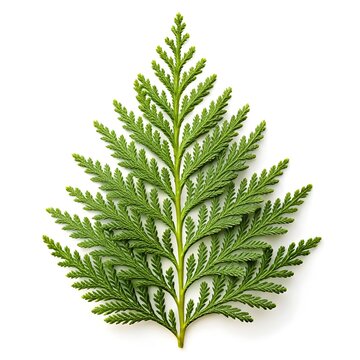 Northern White Cedar Leaf Graceful Evergreen Conifer with Flat Scale-Like Green Sprays and Fine Texture on White Background Highlighting Natural Freshness Woodland Charm and Minimal Elegance