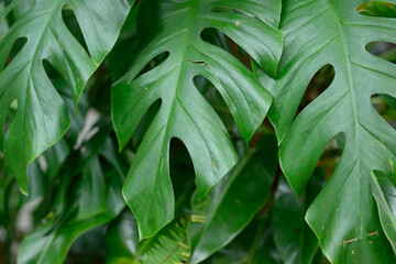 close up of green leaves