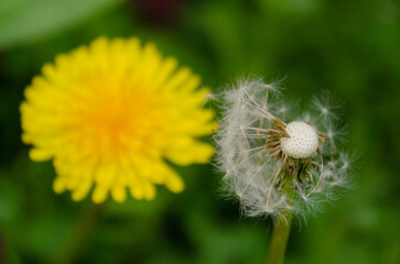 Bright yellow dandelion flower with soft blurred seed head on natural green background. Closeup of a vibrant yellow dandelion bloom with faded seed head against fresh green background.