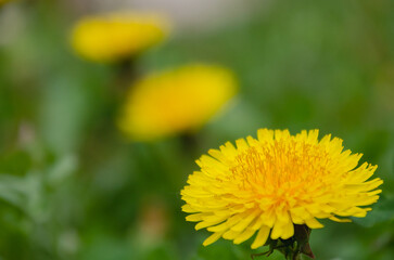 Bright yellow dandelion flower with soft blurred seed head on natural green background. Closeup of a vibrant yellow dandelion bloom with faded seed head against fresh green background.
