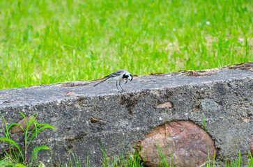 White wagtail bird standing on old stone block with green meadow background in spring. Small white wagtail resting on weathered stone block with vibrant green meadow background.