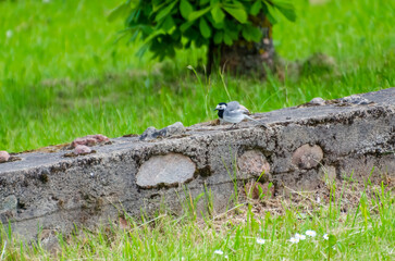 White wagtail bird standing on old stone block with green meadow background in spring. Small white...