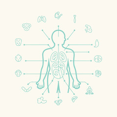 Human Body Systems Wellness Icon Set - body health icons, anatomy illustration, wellness concept, medical infographic
