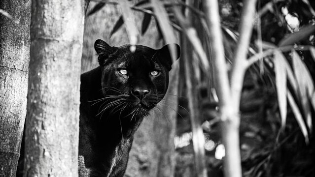 black and white panther portrait