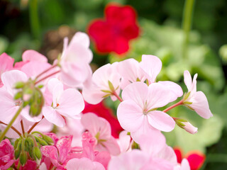 ５月ピンクの花