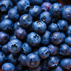 A close up view of a pile of fresh blueberries with their characteristic crown shapes visible on top