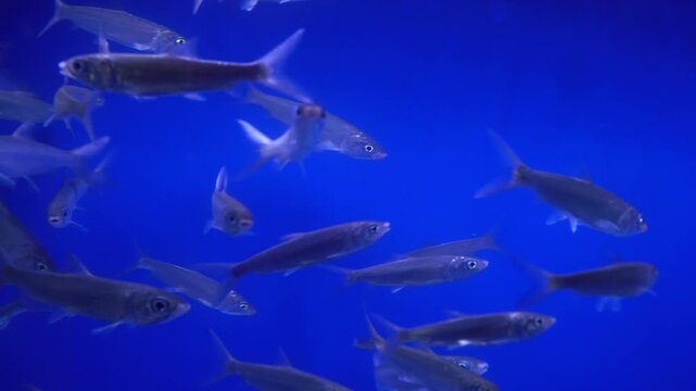 Close-up video of a school of milkfish (Chanos chanos) swimming gracefully underwater with a vibrant blue background. Perfect footage for aquaculture, seafood, marine life, or underwater nature themes